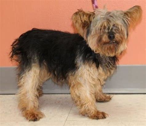 yorkshire terrier for sale wisconsin|senior yorkie rescue wisconsin.